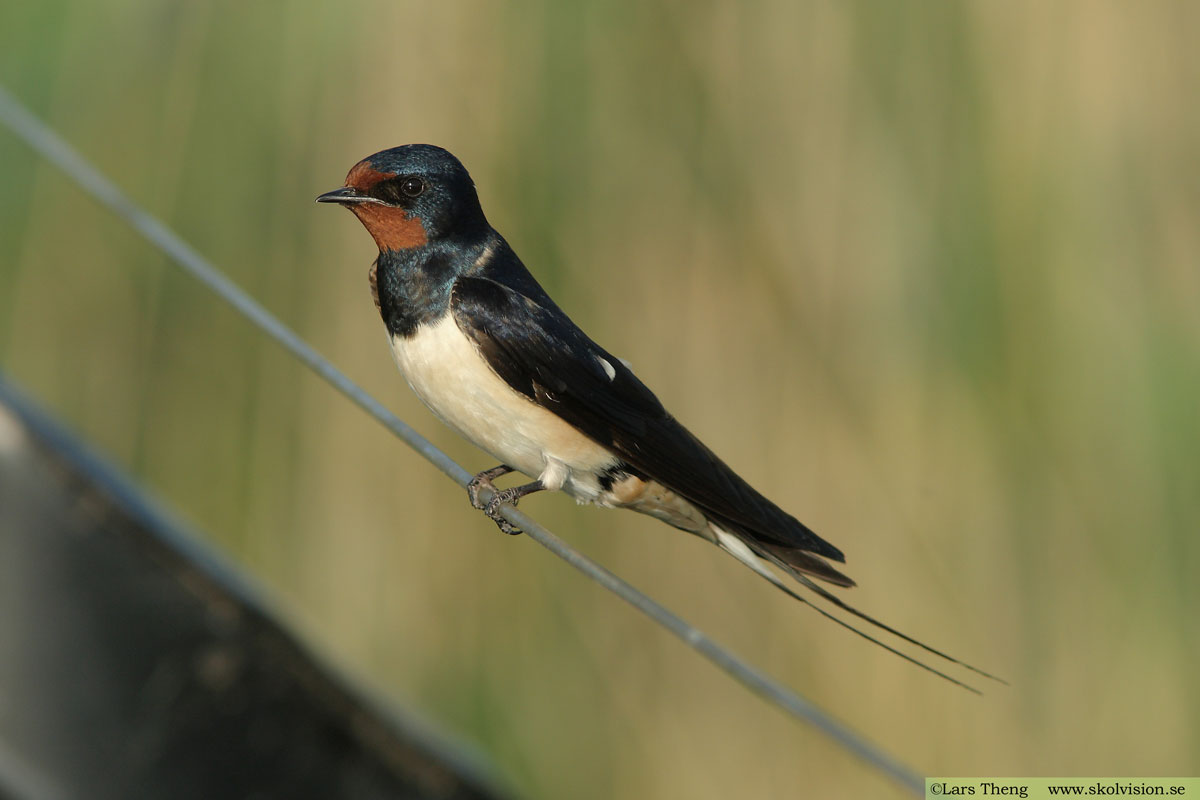 Ladusvala, Hirundo rustica